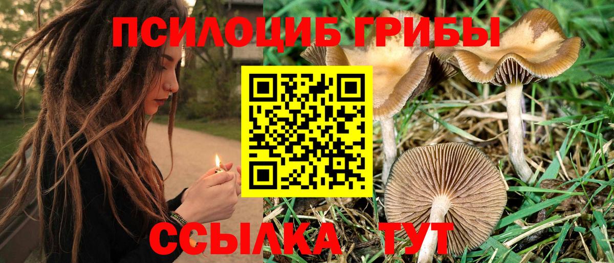 Тулун  Галлюциногенные грибы прущие грибы  Вход с VPN 
